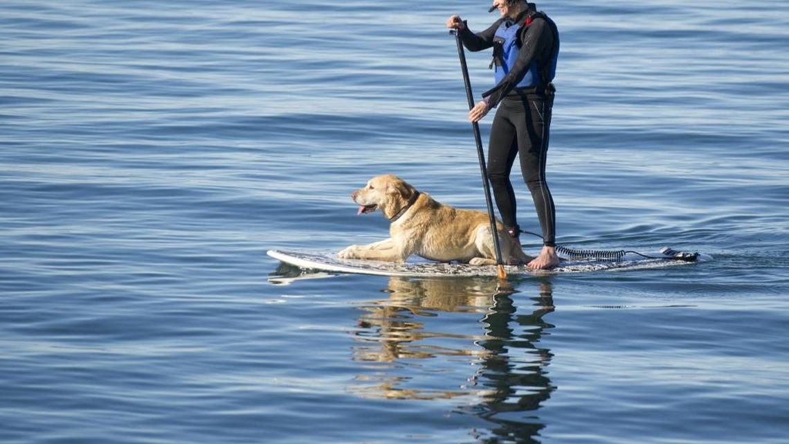 Kerstin Nash paddle boards with her labrador retriever at Marine Park in Bellingham in February 2013. Paddle boarding has become a popular athletic activity in the Pacific Northwest because it is a combination of surfing and kayaking that doesn’t require the athleticism of either.