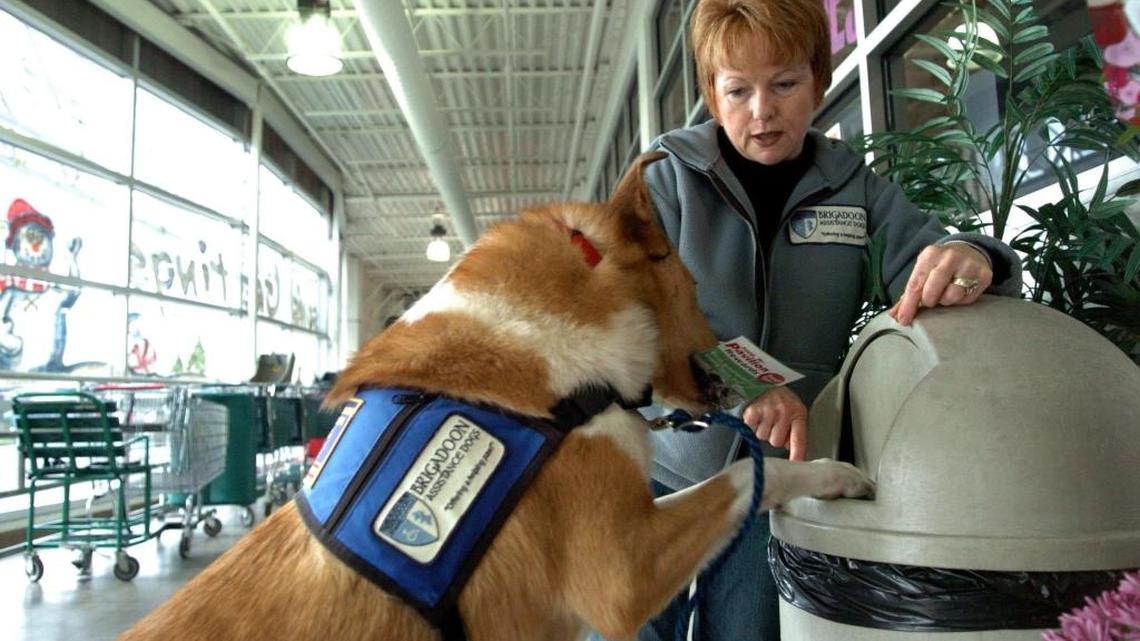 Denise Constanten, owner of Brigadoon Assistance Dogs, trains Collin, a smooth coat collie, on how to use a garbage can at the Cost Cutter on East Sunset Drive in 2006. Bellingham’s Brigadoon Service Dogs provide service dogs to promote a more independent and enriched life for veterans, children and adults who need assistance.