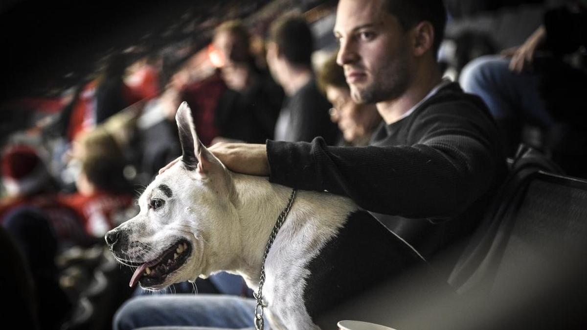 Jimmy Kieling pets his 4-year-old Stratford Terrier Trixie, Jan. 17, 2016, for Dog Night presented by Nestlé Purina at a hockey game in Grand Rapids, Mich. Some researchers question whether dogs experience feelings like love and loyalty, or whether their winning ways are just a matter of instincts that evolved because being a hanger-on is an easier way to make a living than running down elk.