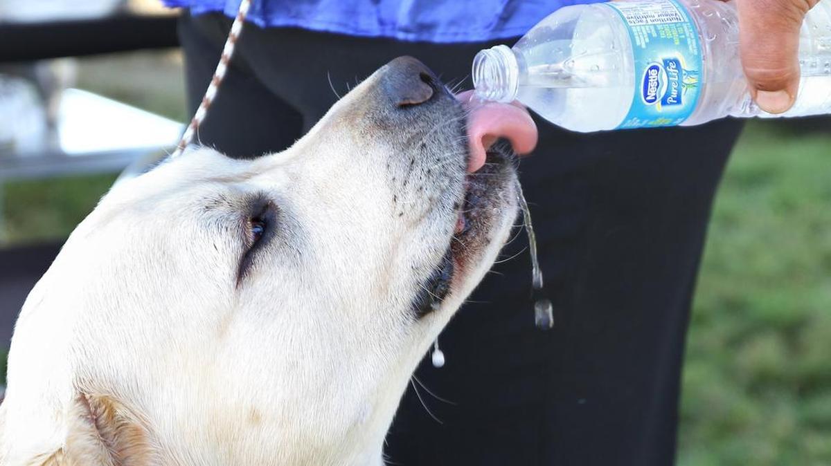 
Jeff Grubel of Abbotsford, B.C., pours water from a bottle for 6-year-old Amos, a yellow Labrador Retriever, at the 22nd annual Puget Sound Labrador Retriever Association dog show Aug. 3, 2012, at the Northwest Washington Fairgrounds in Lynden. 
