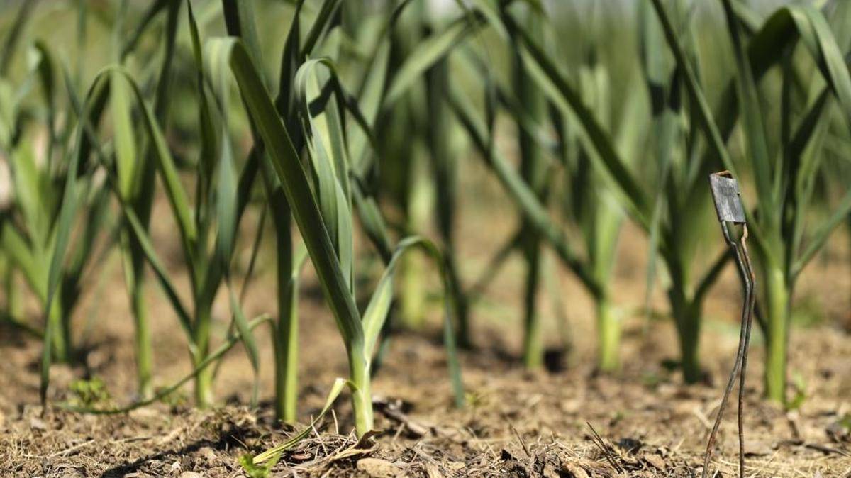 Though its best to get starts for leeks and onions going in March, it’s not too late, even though the calendar now says June.