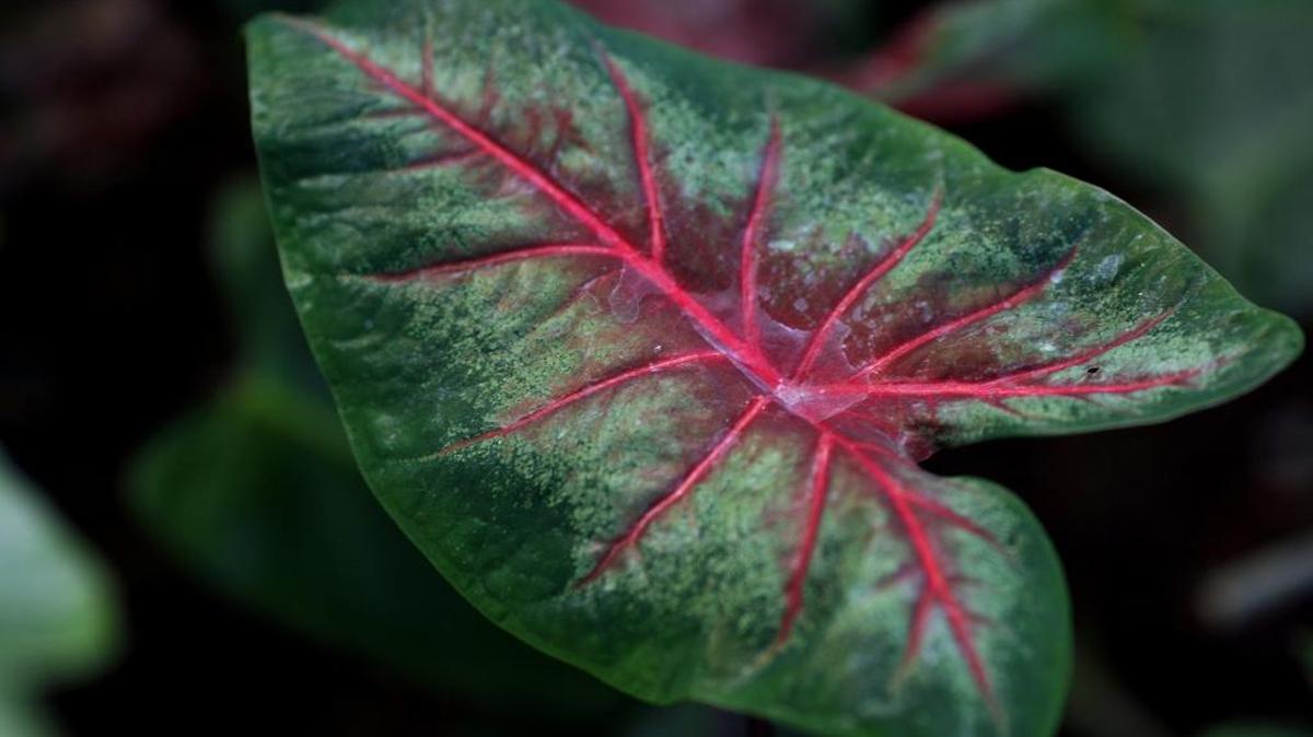 Caladium is just one of many plants that can be mildly or extremely toxic to dogs. Pet owners should be careful what they plant, especially if their dogs are prone to chewing plants. The ASPCA has a list of such plants on its website.