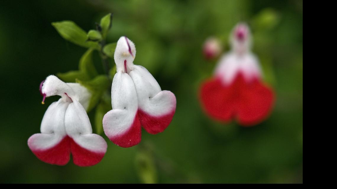 Ask a Gardener: Hot Lips perennial a favorite with humming birds