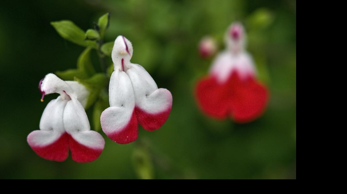
Salvia microphylla, known to gardeners as “Hot Lips,” attract humming birds to your garden.
