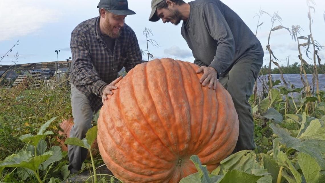 How to grow giant pumpkins and avoid rot in squash