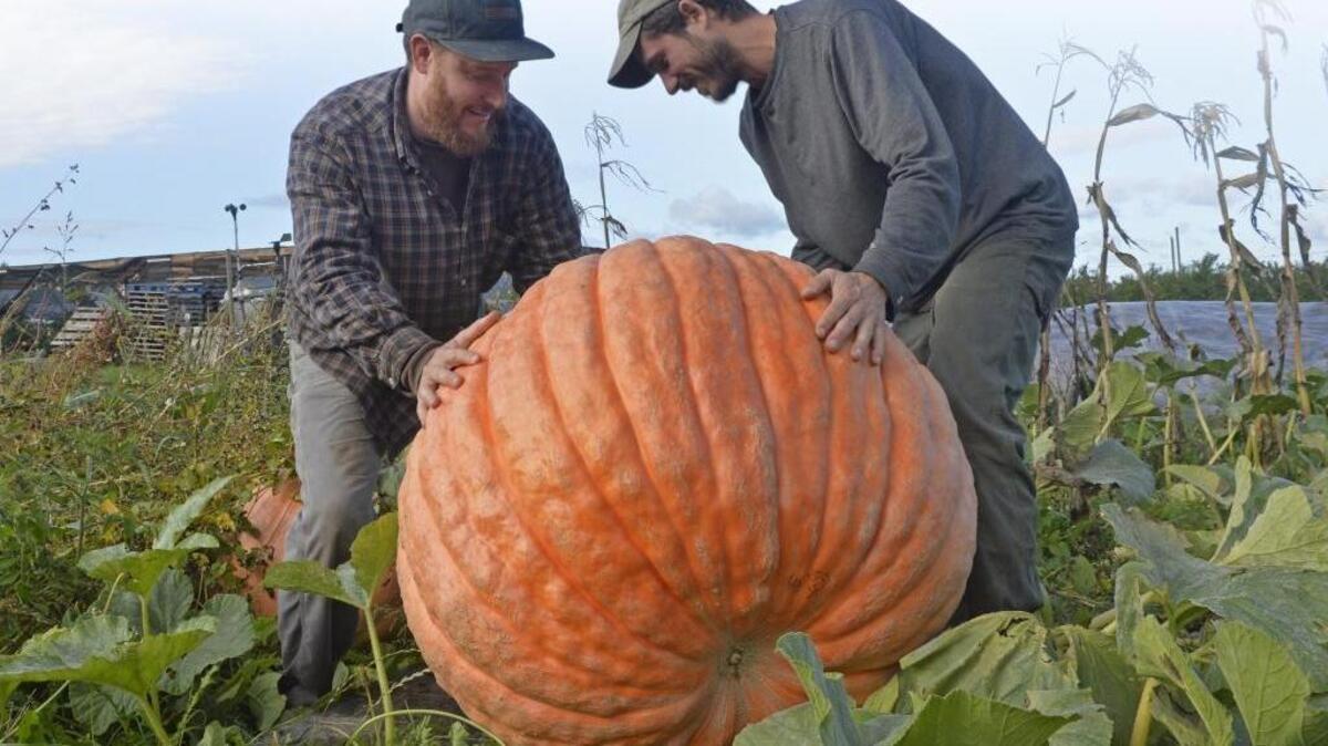 Cloud Mountain Farm Center intern Eli Gunn-Hirsch, left and farm manager Chris Testa roll over a large pumpkin at the farm south of Everson,on Sept 30, 2014. If you’re looking to grow a giant pumpkin, the seeds are available now.