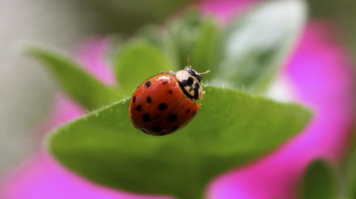Ladybugs are among the most efficient of the beneficial insects, particularly for home gardeners. The adults and larvae feed voraciously on aphids and mites, among other plant pests.