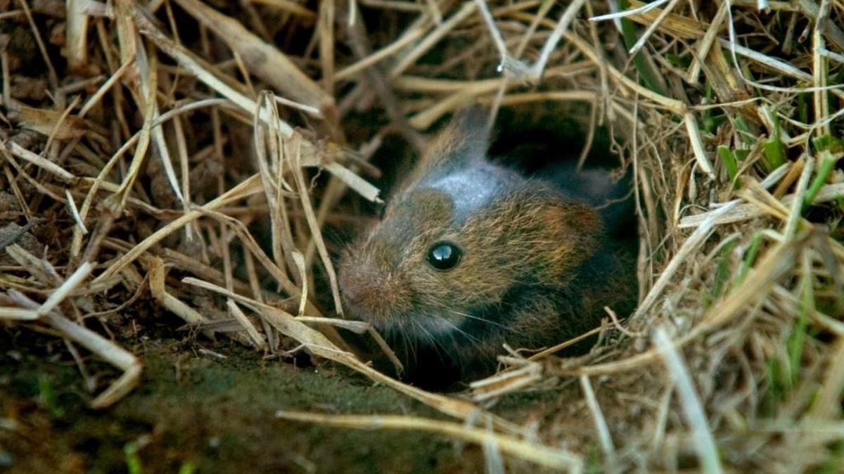 A meadow vole peeks out from a holes in Sarah and Roger Bales’ backyard in Elk Grove, Calif., in August 2005. Voles can decimate a garden in no time.