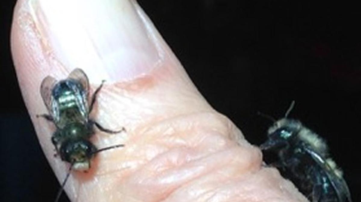 Mason bees, which are non-aggressive and rarely sting, look rather like a harmless house fly. They emerge from their cocoons early in the spring, pollinating anything that is blooming.