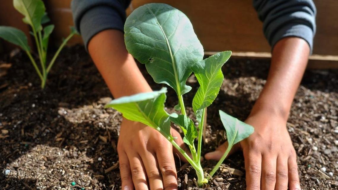 Growing cauliflower from starts gives best chance of success