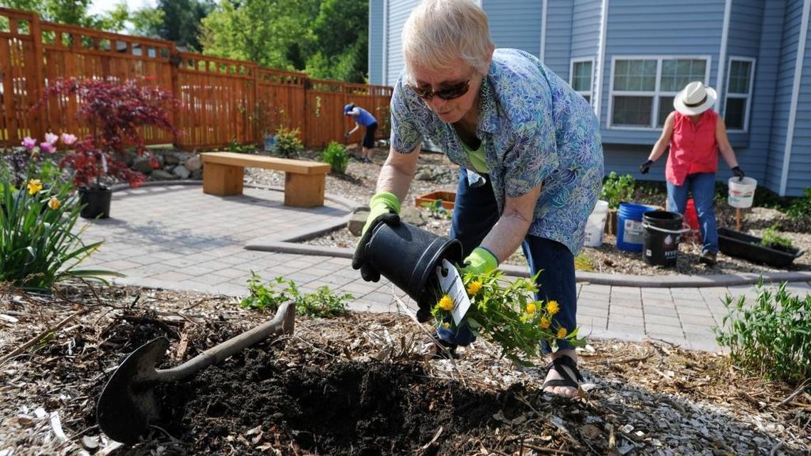 Ask a Gardener: What to plant to attract butterflies and bees