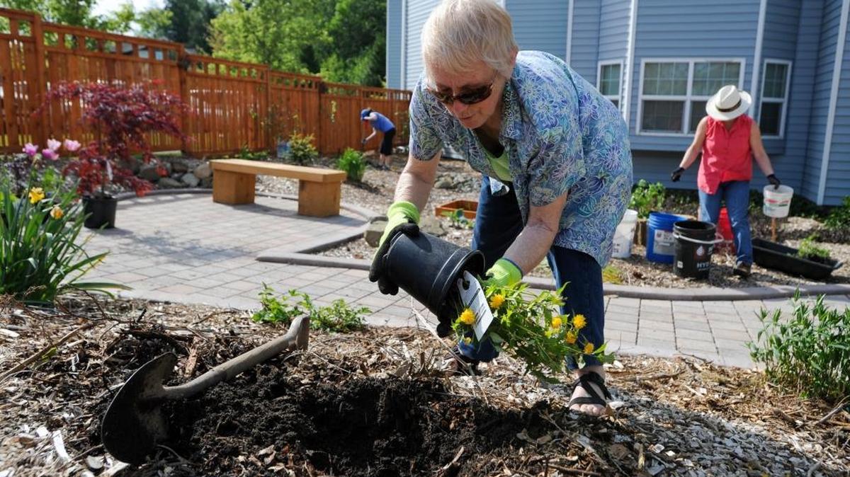 Master Gardener Kathleen Bander, shown in May 2014, led the effort to establish a butterfly garden at North Cascades Health and Rehabilitation Center in north Bellingham. Phlox, aster and coneflower are among butterfly- and bee-attracting plants.