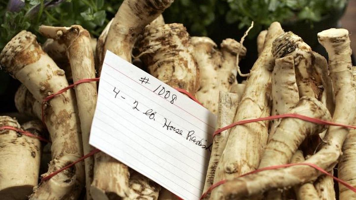 You can successfully raise horseradish with yields that would satisfy even the most ardent lover of this tongue-tingling root.