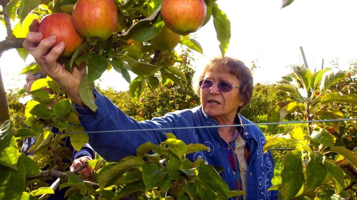 Hazel Muggy of Ferndale picks plump Jonagold apples in 2014 at Apple Creek Orchard.