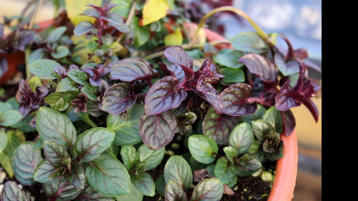 Aggressive mint best grown in a container