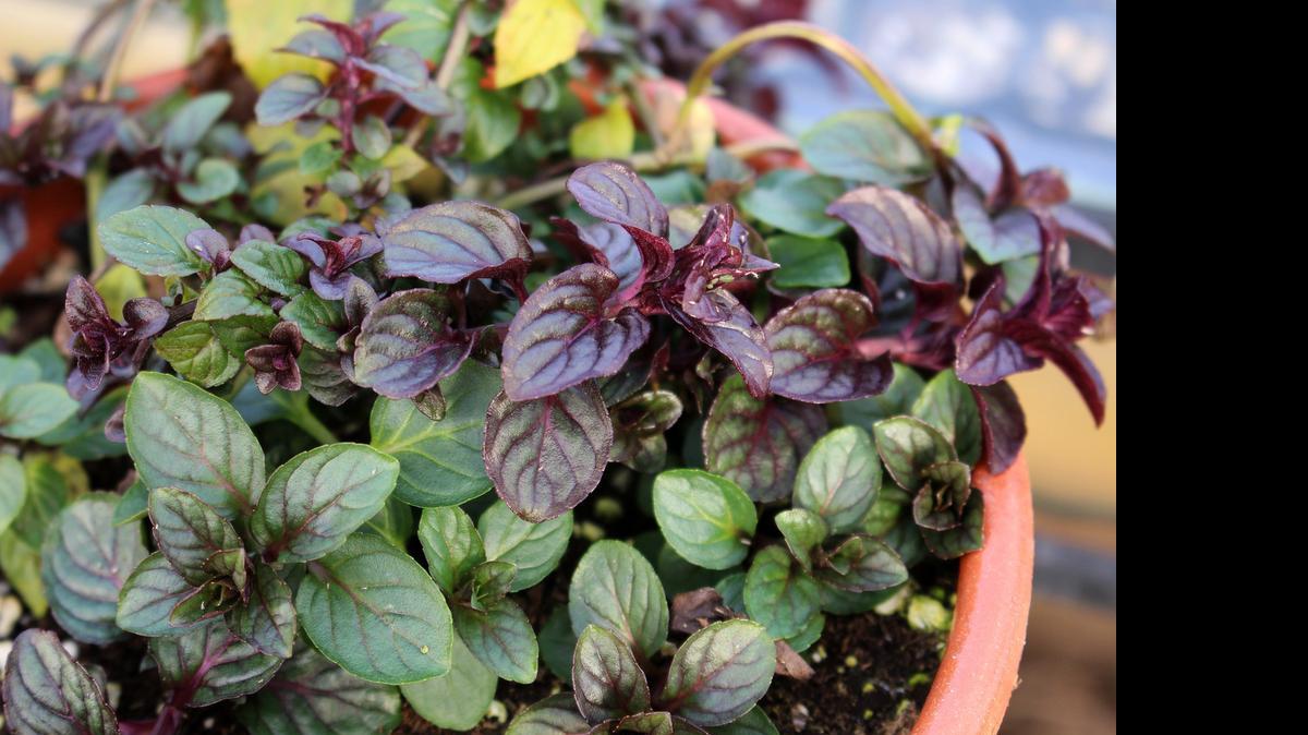 
Chocolate mint peppermint grows in a pot, where it can be contained from taking over the garden.
