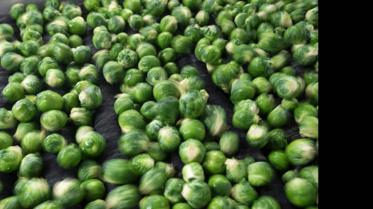 
Brussels sprouts are one of several plants that you can plant for winter harvest.
