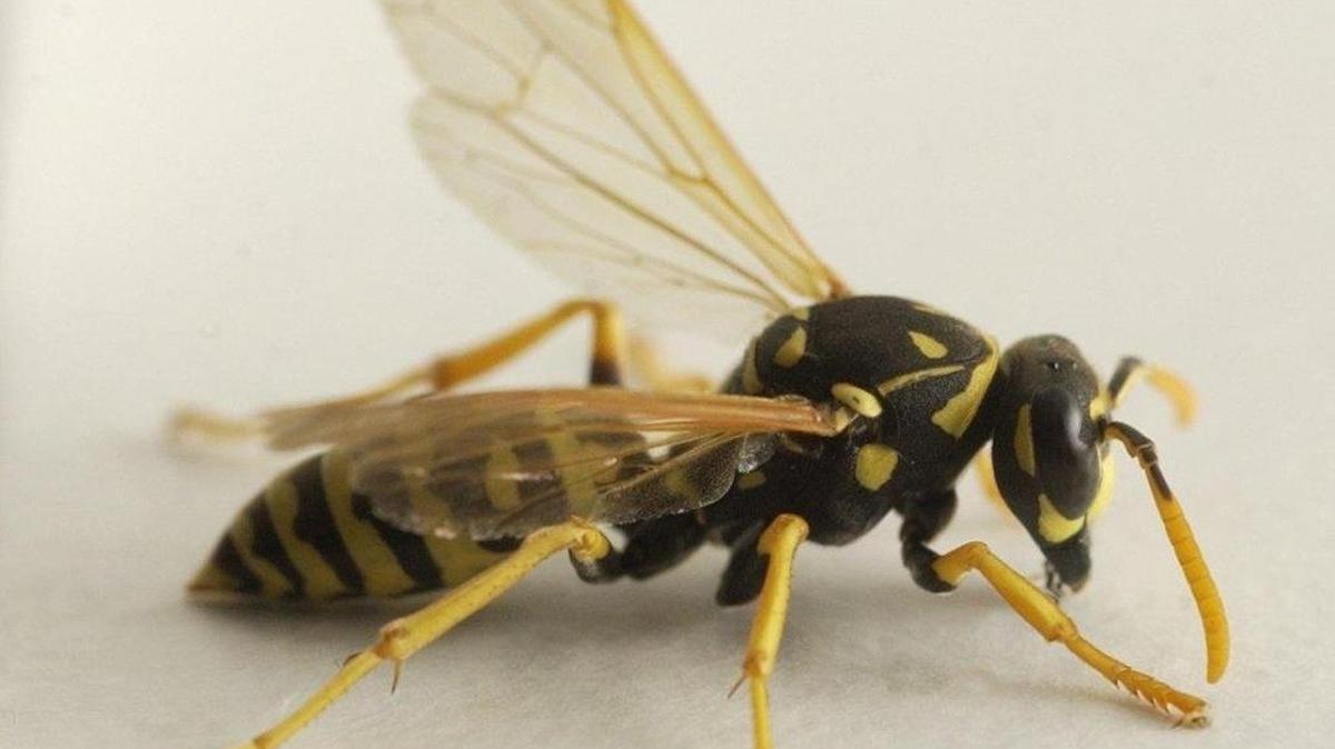 
While paper wasps (shown) and yellow jackets actually help gardeners by preying on garden pests, most people don’t like them buzzing around. Getting rid of them takes vigilance.
