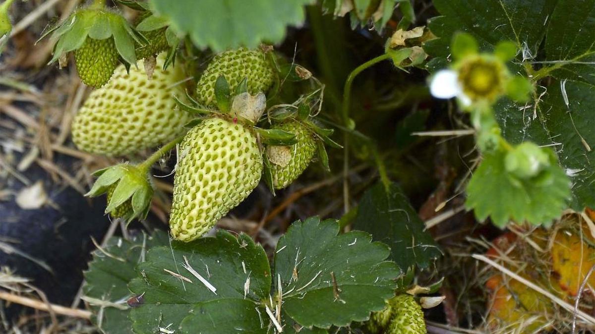 Want healthy strawberry plants next season? Run a lawn mower over them. Seems a little radical, but don’t worry – all the important stuff is underground. Next apply a balanced, all-purpose fertilizer or a good compost and make sure to water them, whether it rains or not.