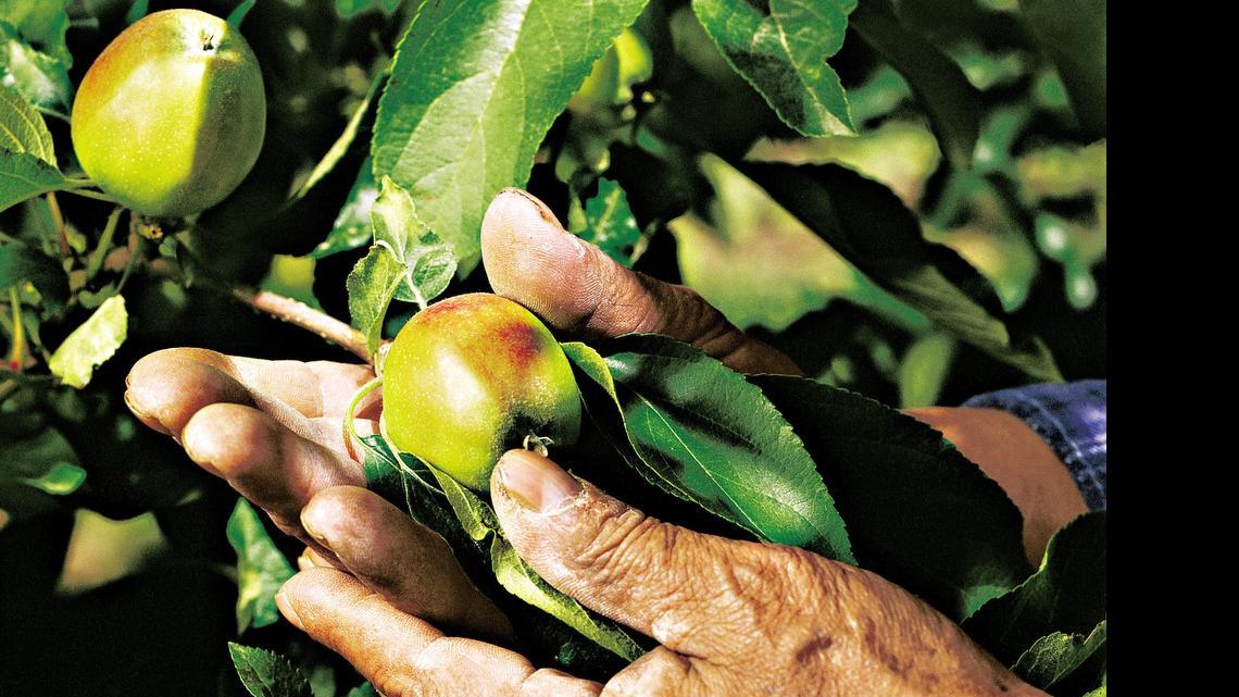 You have to sacrifice some apples to get larger fruit