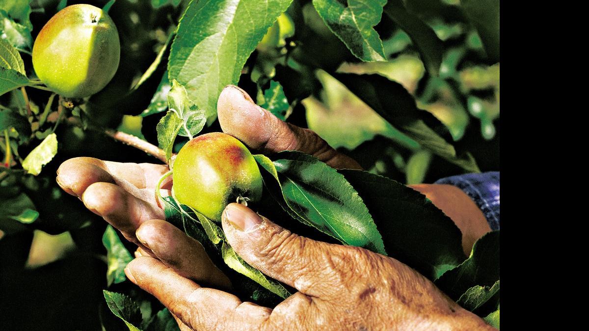 
Thinning fruit allows apple trees to produce fewer, but larger fruit.
