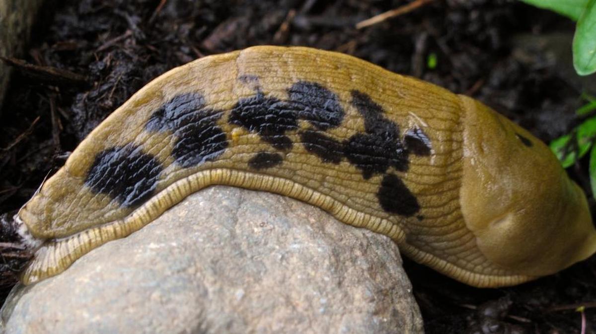 Slugs are ravenous plant eaters that leave behind slimy trails of destruction. Remove any debris that gives them a place to hide during the day, to prevent their pattern of coming out to feed at night. Barriers of copper or rosemary are also reported to keep slugs at bay.