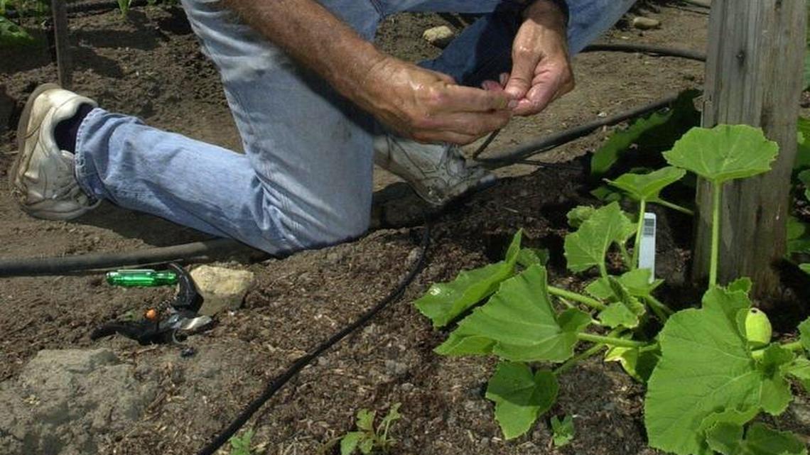How do I best water plants to avoid under- or overwatering?