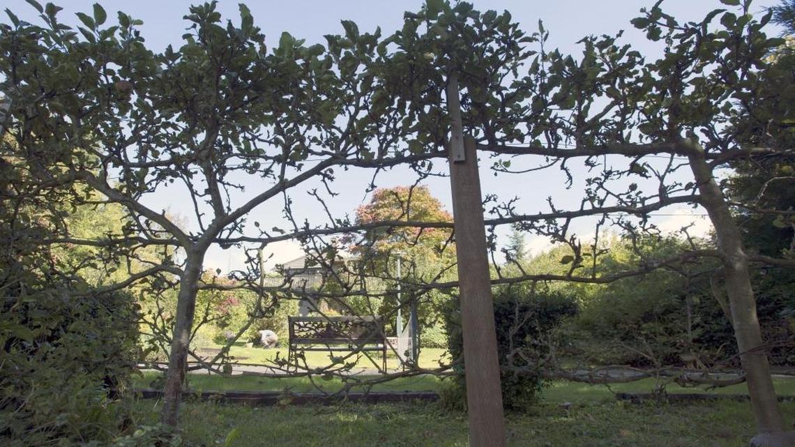 Ask a Gardener: How do I espalier fruit trees?