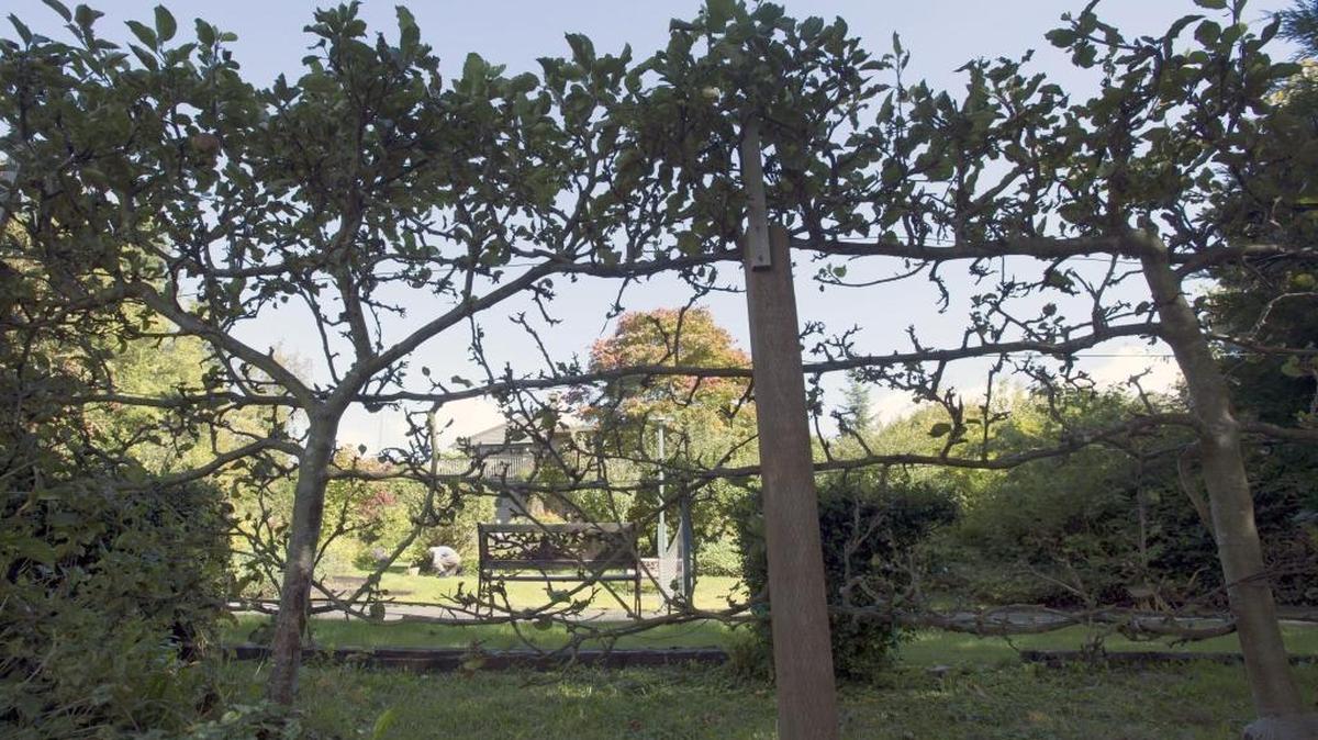 
Espalier apple trees border the pickleball court in John and Karin Morris’ English-inspired garden in Tacoma, Washington.
