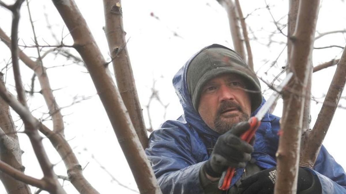 Groundskeeper Greg Smit prunes a sunset maple tree at the Blaine Harbor in March 2011.
