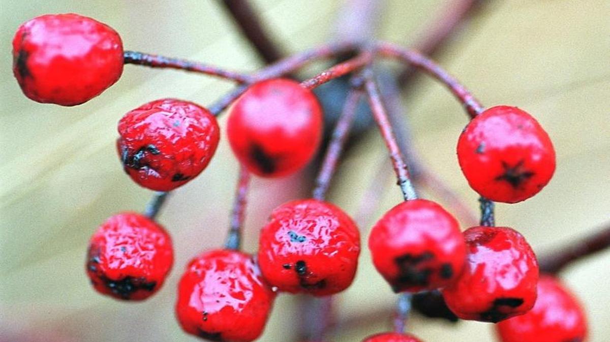 Aronia plants look and grow perfectly for gardeners and even produces masses of berries that are full of antioxidants.