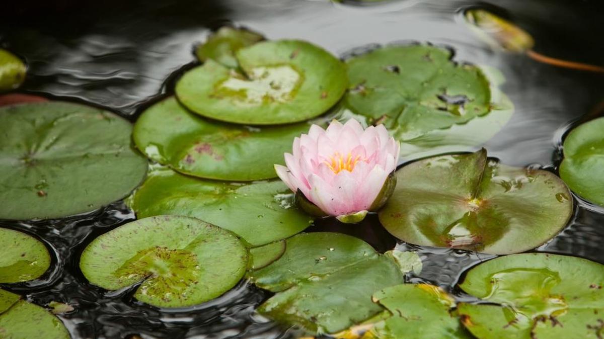 Water lilies come in a stunning variety and are simple to propagate.
