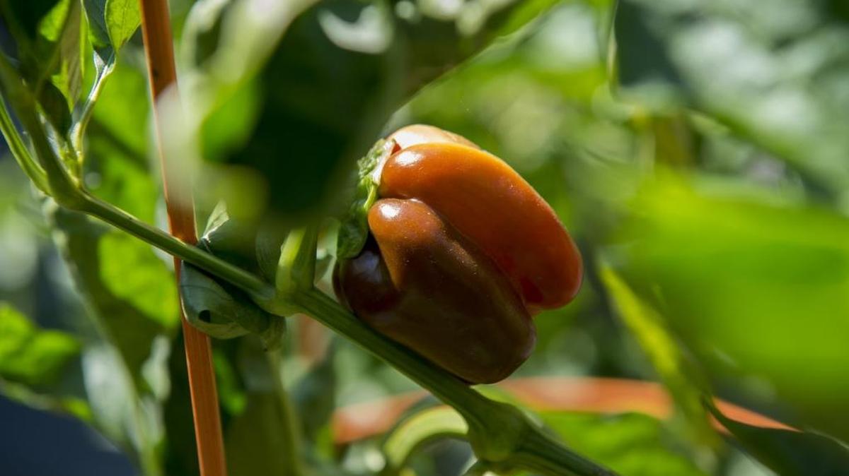 Bell peppers are tropical plants that require heat and water to grow properly. The best way to grown them in Whatcom County is under cover.