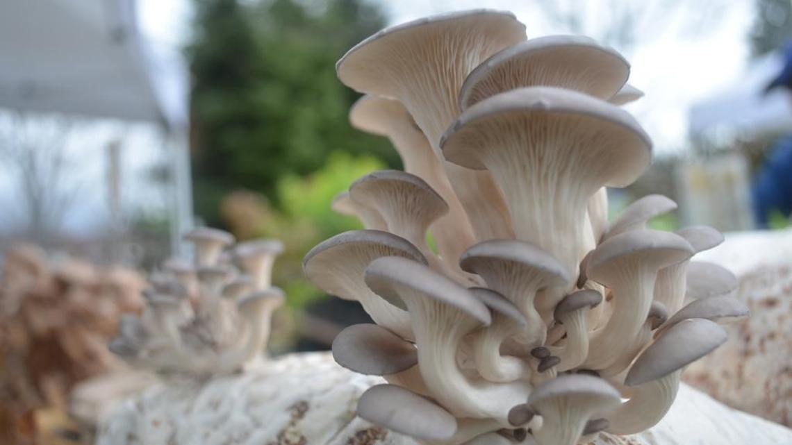 Garden projects for kids: Mushroom-growing kits, bean teepees