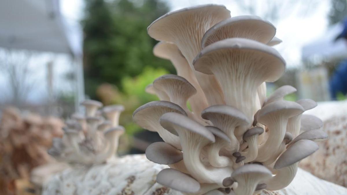 Oyster mushrooms sprout from a do-it-yourself mushroom kit made by local business Cascadia Mushrooms onMarch 29, 2014. Buy at kit at the Bellingham Farmers Market held 9 a.m. to 3 p.m. Saturdays, then have your kids grow the mushrooms as a project.