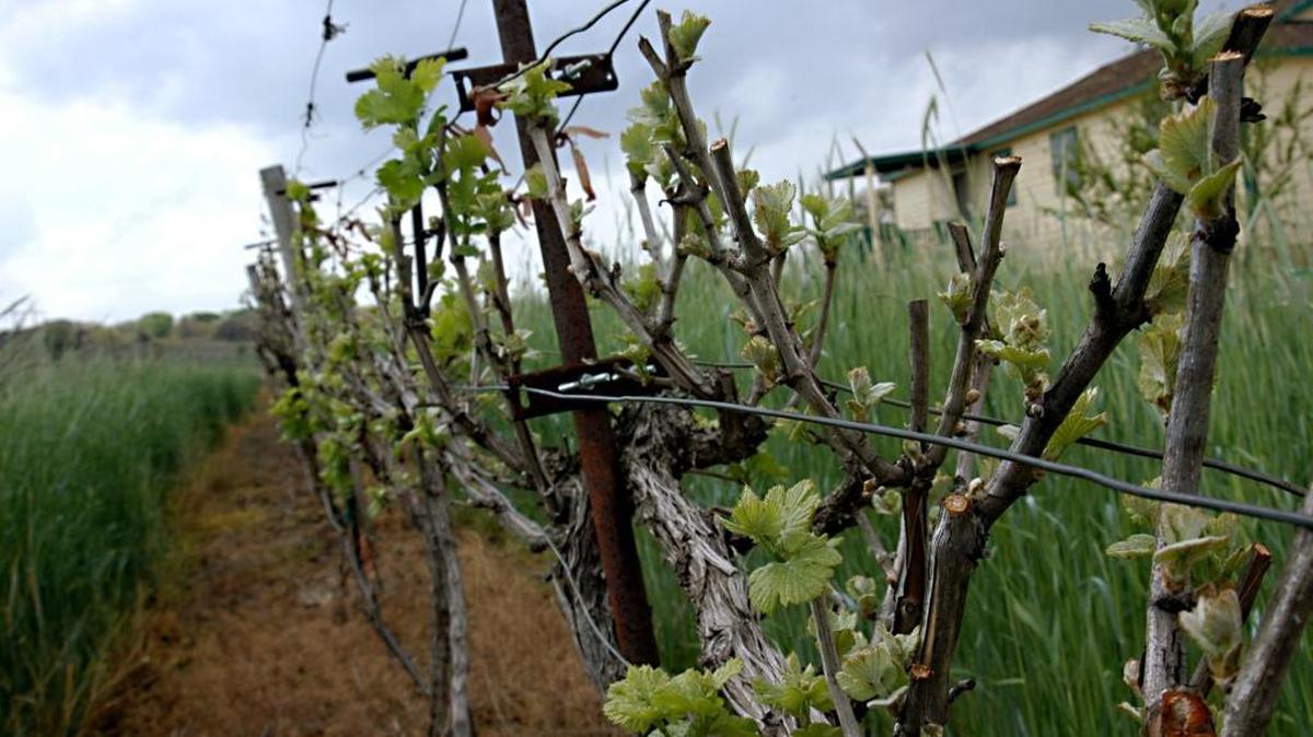 Tall rye grass grows between rows of grapevines to protect and nourish the soil at La Buena Vida Vineyards in Texas. Rye works particularly well as a weed inhibitor.