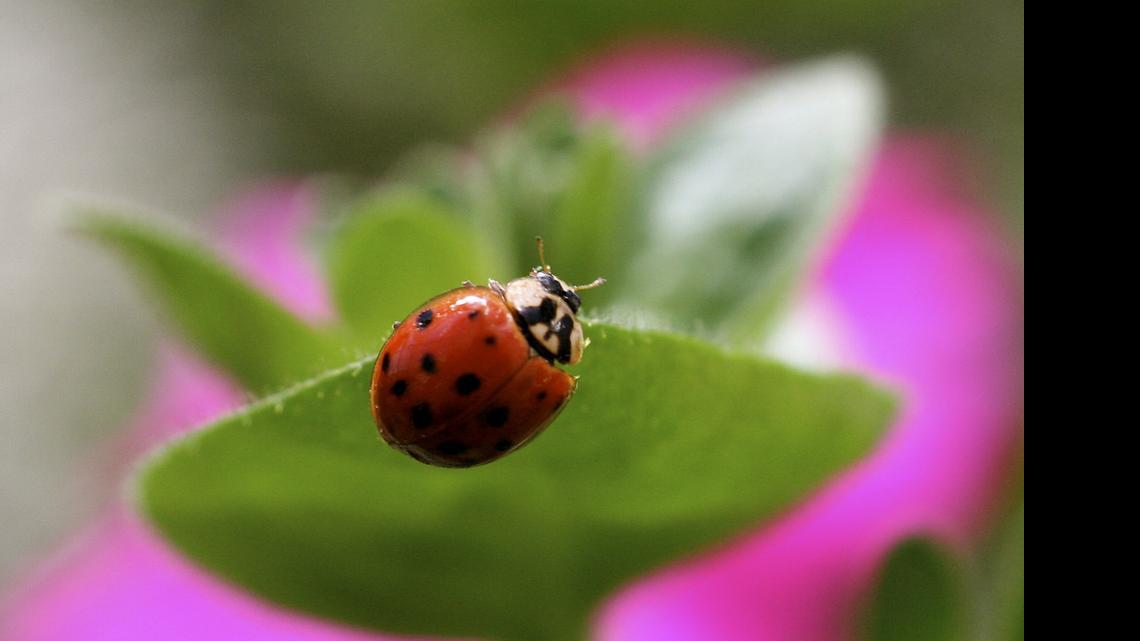 Ask a Gardener: Ladybugs, rhubarb juice help kill aphids