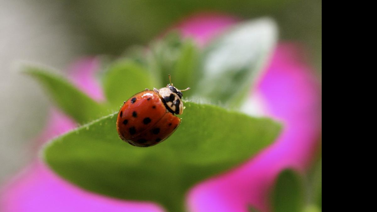 
Ladybugs are among the most efficient of the beneficial insects, particularly for home gardeners. The adults and larvae feed voraciously on aphids and mites, among other plant pests.
