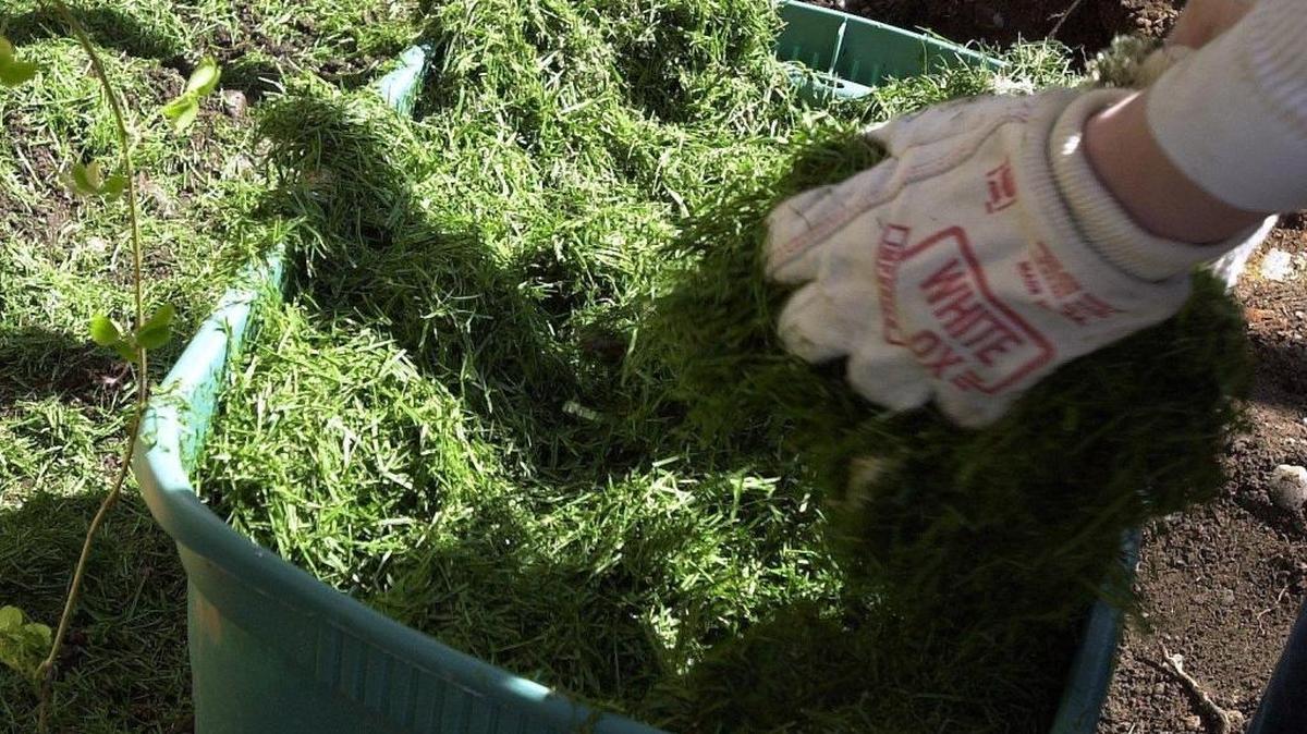 Erik Egan spreads grass mulch over the roots of freshly planted bamboo shoots. Really fresh grass clippings will rob plants of needed nutrients as they quickly decompose.