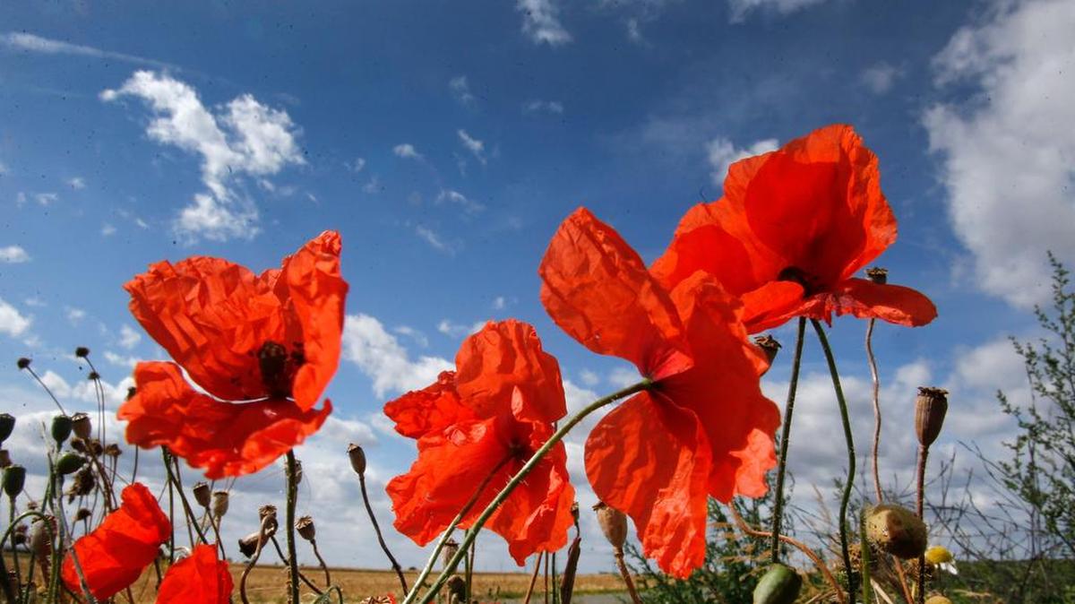 
Every poppy blossom, when the petals wither and fall off, will produce hundreds, if not thousands, of seeds. 
