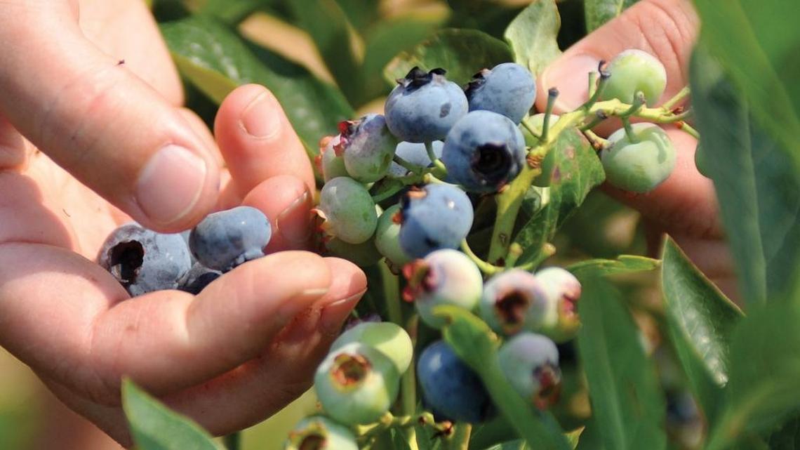 Ask a Gardener: Keep birds away from your blueberries