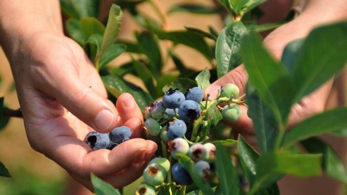 Keep your blueberry crop safe from birds with netting held up on rebar.