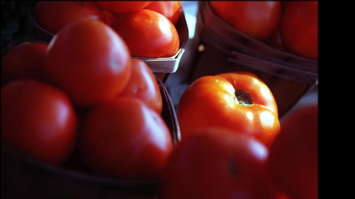 Ask a Gardener: Tips for keeping your tomato plants healthy