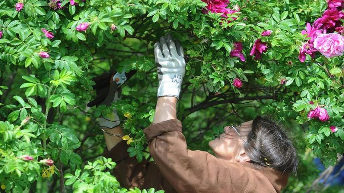 Ask a Gardener: How do I grow roses in the rainy Pacific Northwest?