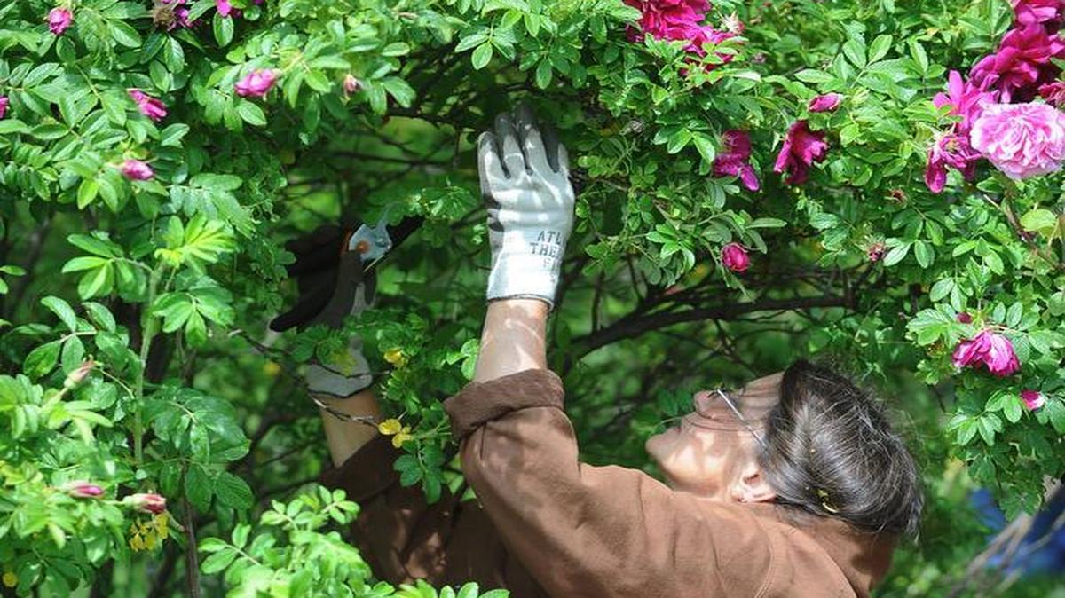 Charly Moore from the Whatcom County Master Gardener Program trims roses at the Roeder Home in Bellingham on May 29, 2012. Great strides have been made in the creation of roses more immune to disease, and plants that will flower over a long period of time.