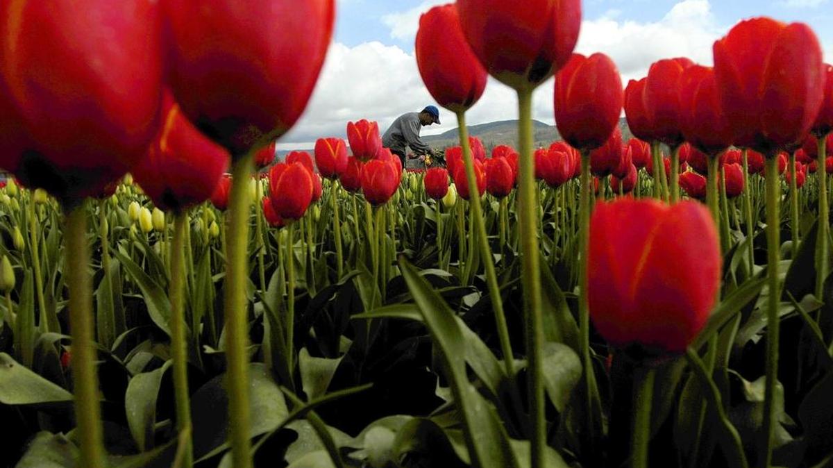 Tulips bloom at the DeGoede Bulb Farm and Gardens near Mossyrock, in April 2006. To succeed with bulbs, be sure they are meant to grow in this climate.
