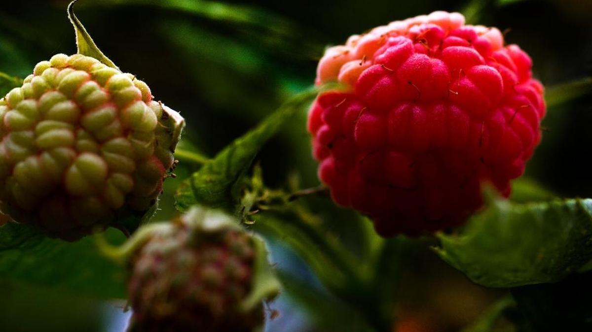 Some raspberries ripen for a single harvest; others, called everbearing varieties, ripen into the fall. Be sure to buy and plant the kind you want.