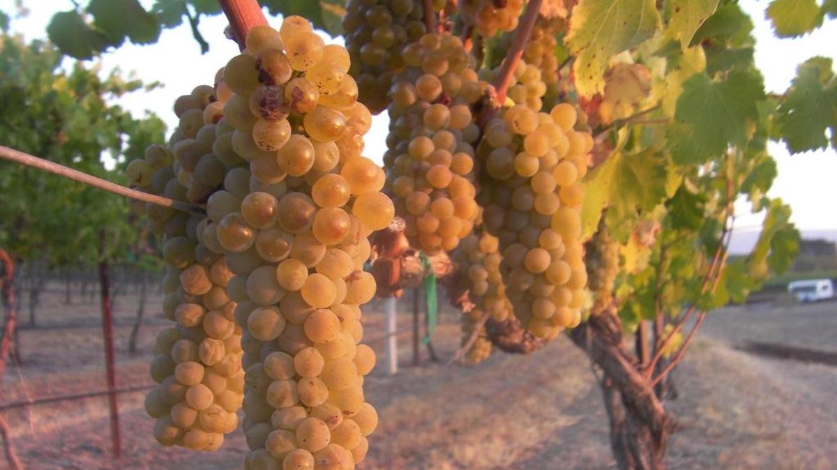 These Chardonnay grapes grown in the Yakima Valley are destined for an affordable bottle of wine.