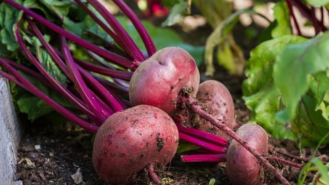 There’s still time to plant veggies in Whatcom County; here’s what to grow