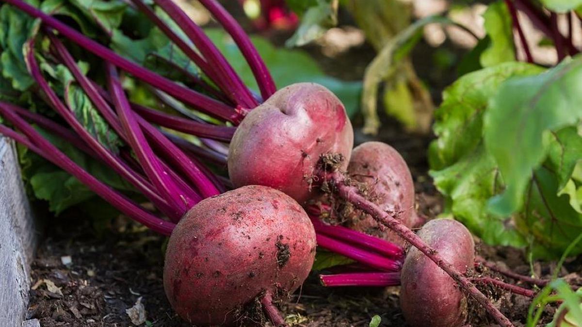There’s still time to grow beets from seeds in Whatcom County if you plant in August.